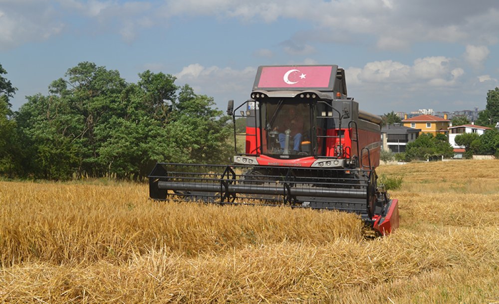 Çorlu'da Yılda 50 Bin Ton Buğday Üretiliyor