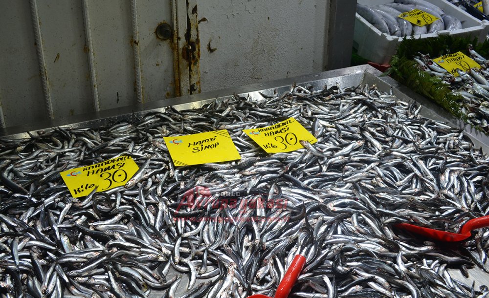 Balığın Fiyatı Günlük Değişiyor 