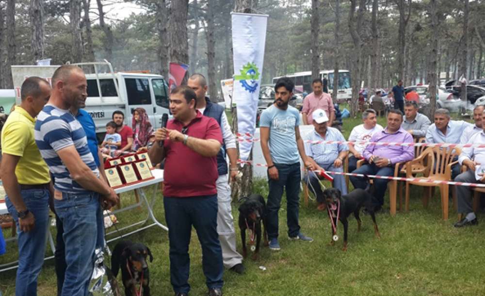 Zağar Irkı Damızlık Seçimi Yapıldı