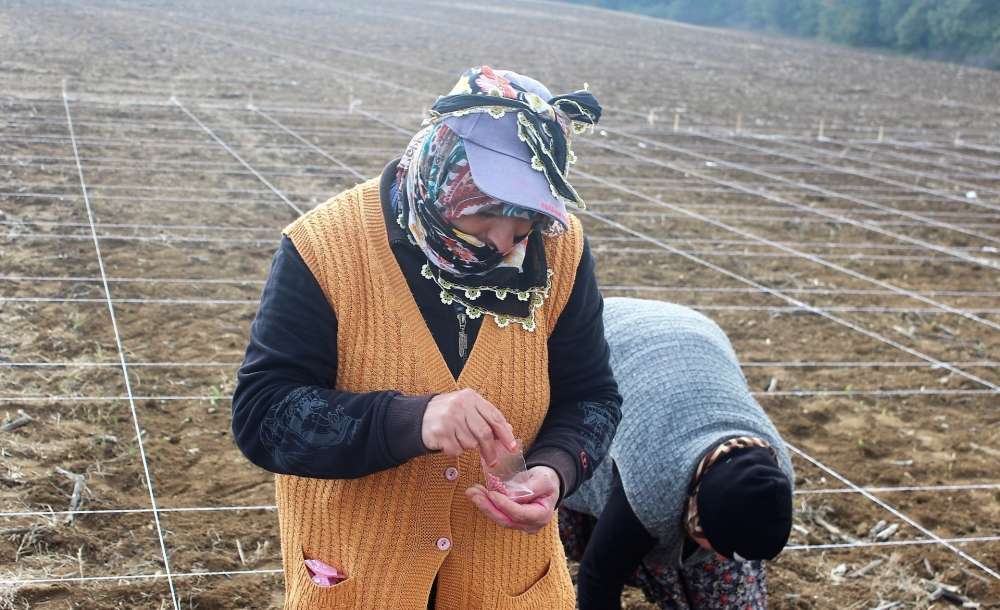 Milli Tohumlar Kadın Eliyle Ekiliyor