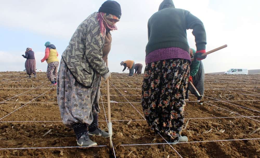 Milli Tohumlar Kadın Eliyle Ekiliyor