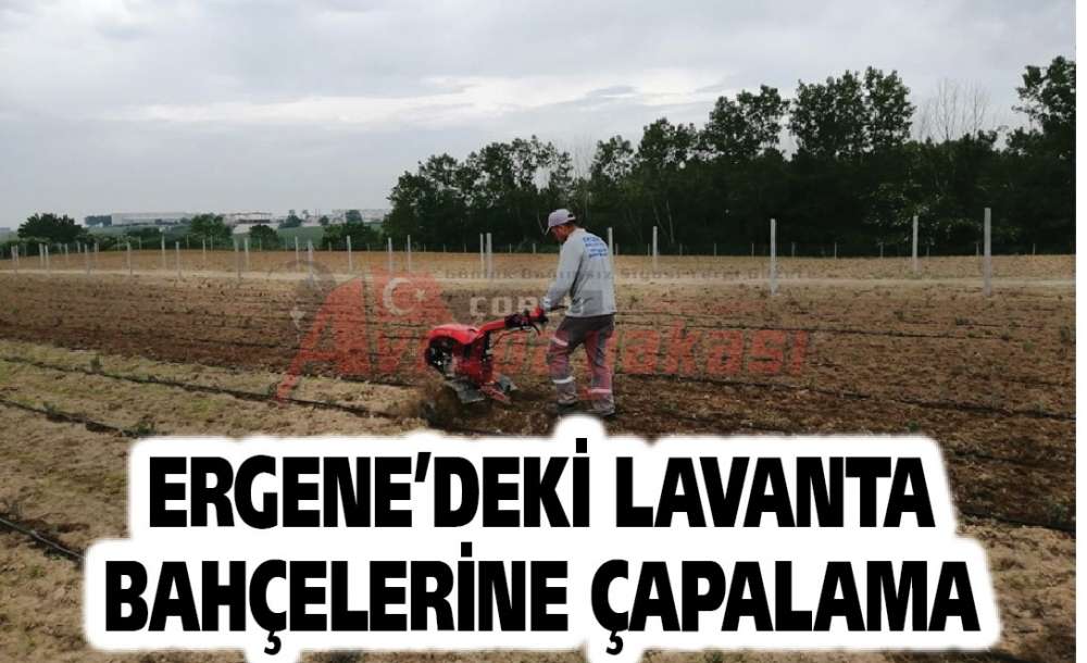 Ergene'deki Lavanta Bahçelerine Çapalama