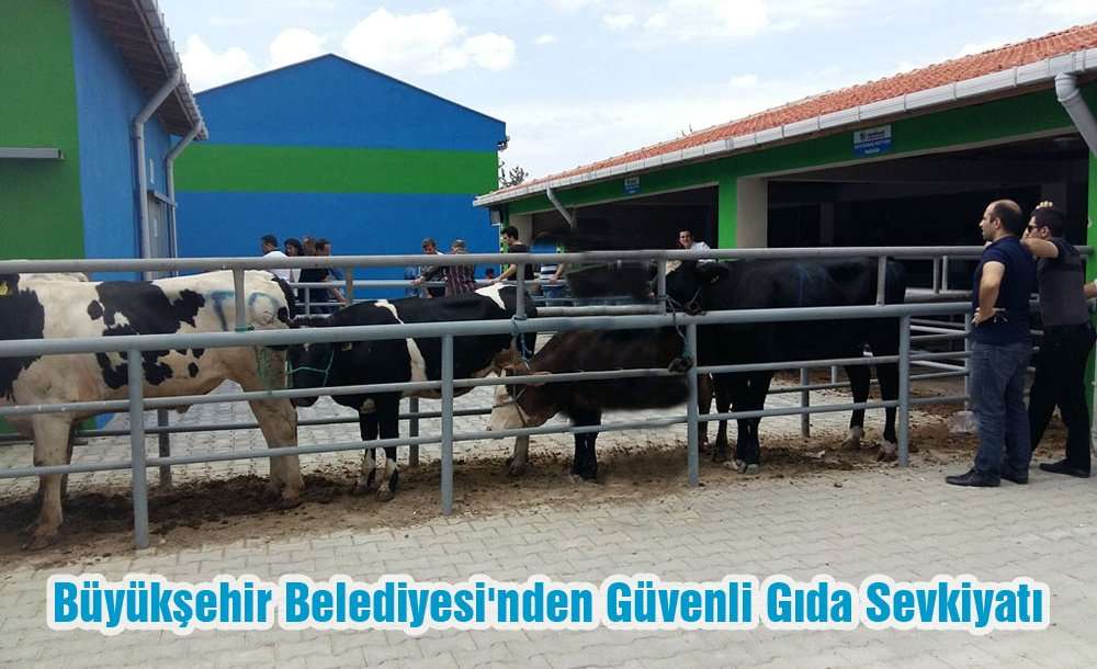 Büyükşehir Belediyesi'nden Güvenli Gıda Sevkiyatı