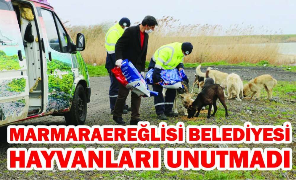 Marmaraereğlisi Belediyesi Sokakta Yaşayan Canları Unutmadı