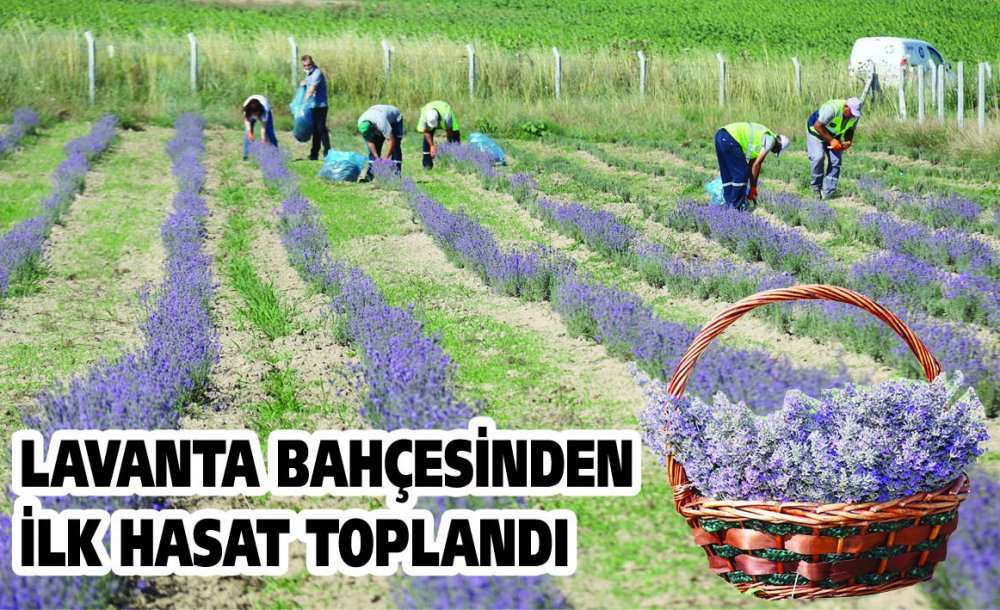 Lavanta Bahçesinden İlk Hasat Toplandı