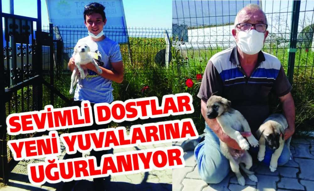 Sevimli Dostlar Yeni Yuvalarına Uğurlanıyor