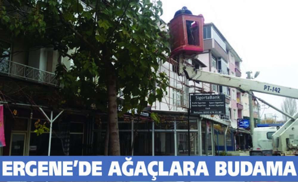 Ergene'de Ağaçlara Budama