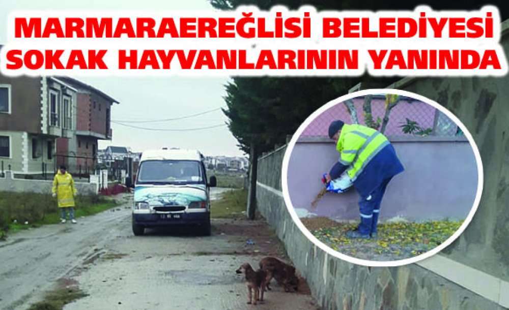 Marmaraereğlisi Belediyesi Sokak Hayvanlarının Yanında