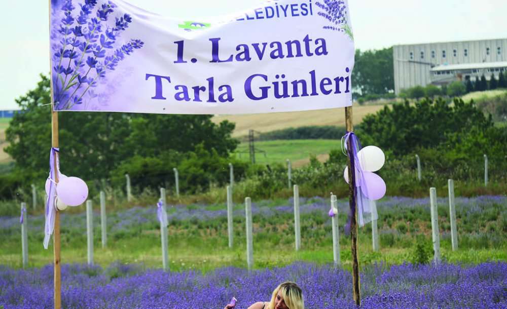 Ergene'nin Mor Lavantalarına Yoğun İlgi