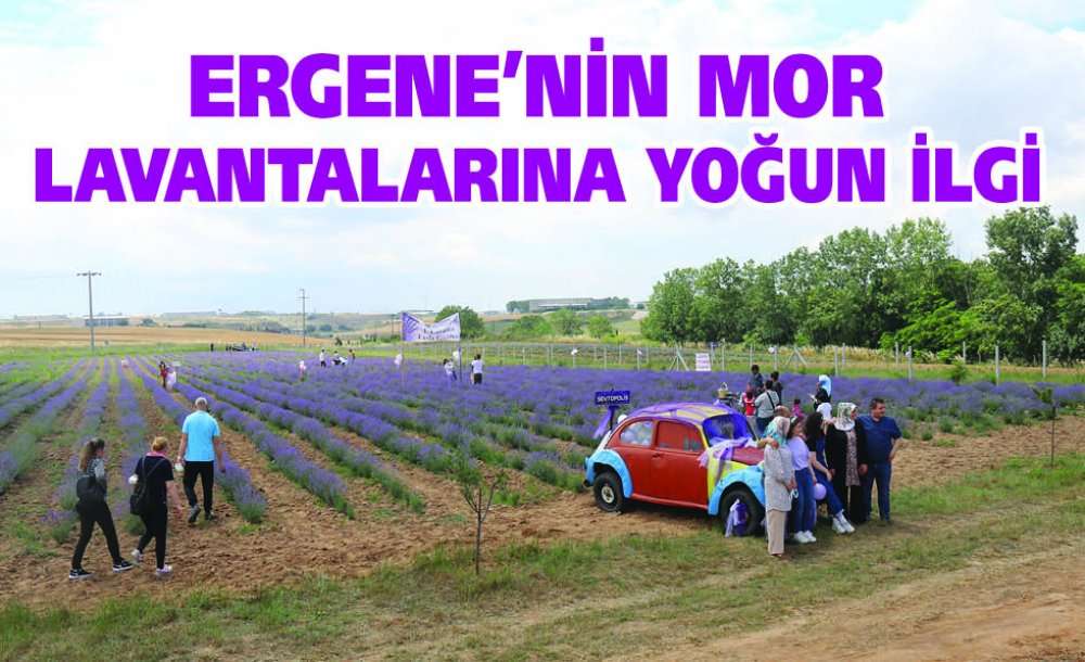 Ergene'nin Mor Lavantalarına Yoğun İlgi