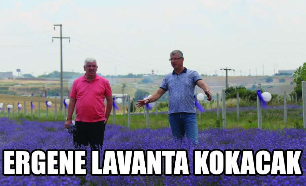 Ergene Lavanta Kokacak