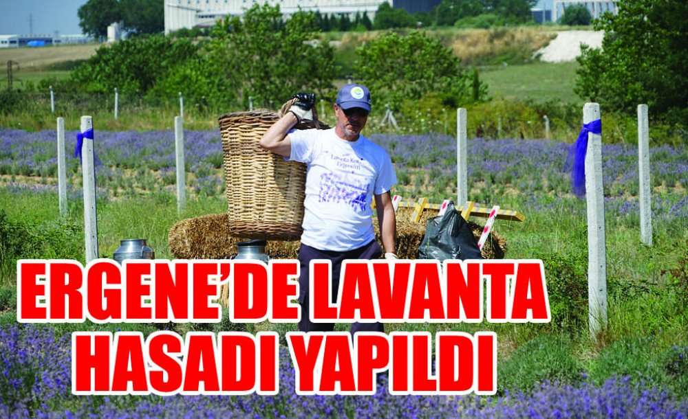 Ergene'de Lavanta Hasadı Yapıldı