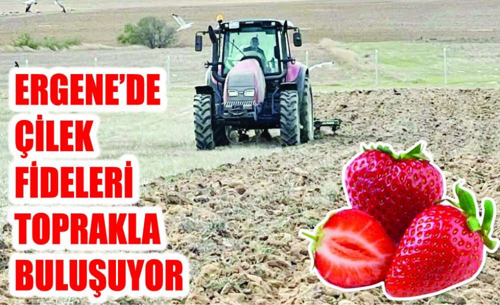 Ergene'de Çilek Fideleri Toprakla Buluşuyor