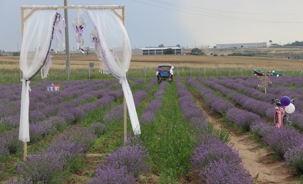 Ergene'de 2'Inci Lavanta Şenliği Düzenleniyor