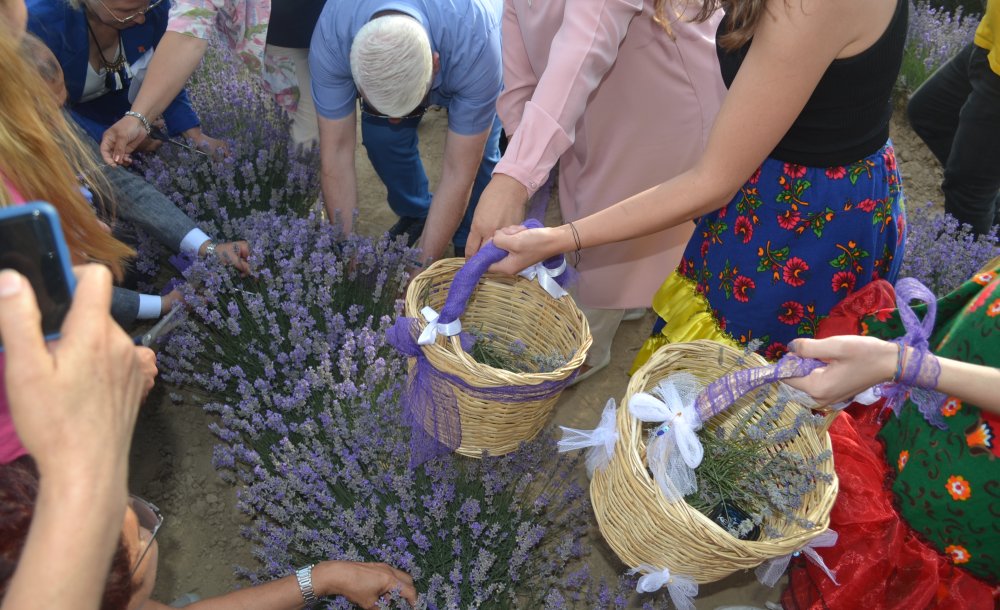 Lavanta Şenlikleri Geleneksel Hale Gelecek