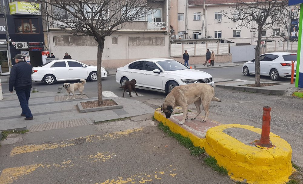 Başıboş Köpekler Çocukları Korkutuyor