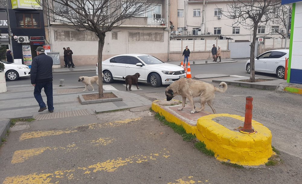 Başıboş Köpekler Çocukları Korkutuyor