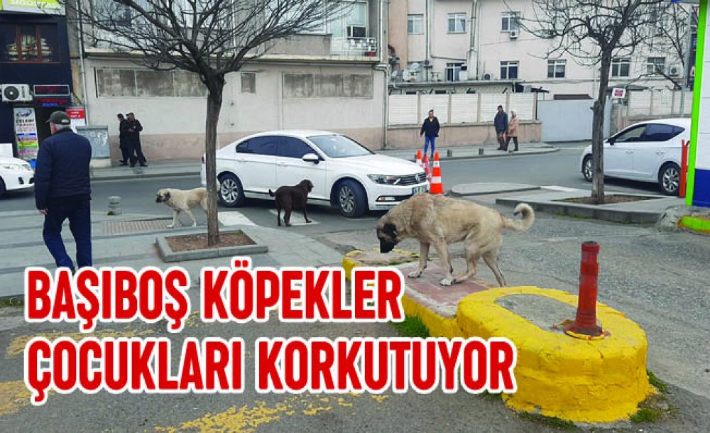 Başıboş Köpekler Çocukları Korkutuyor