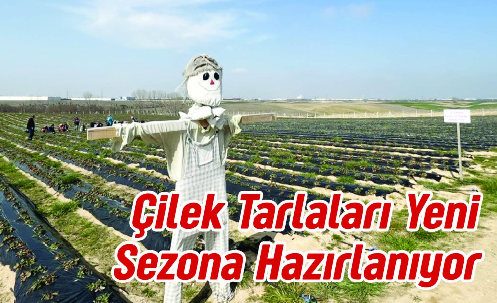 Çilek Tarlaları Yeni Sezona Hazırlanıyor