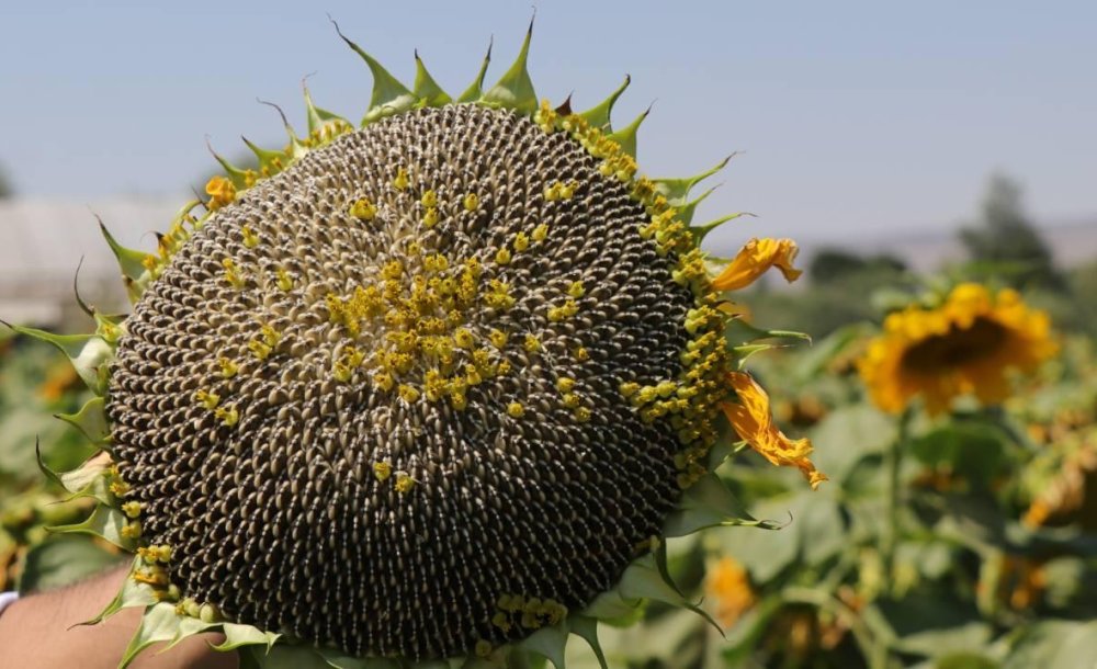 Ayçi̇çeği̇ Eki̇mi̇ Başladi 