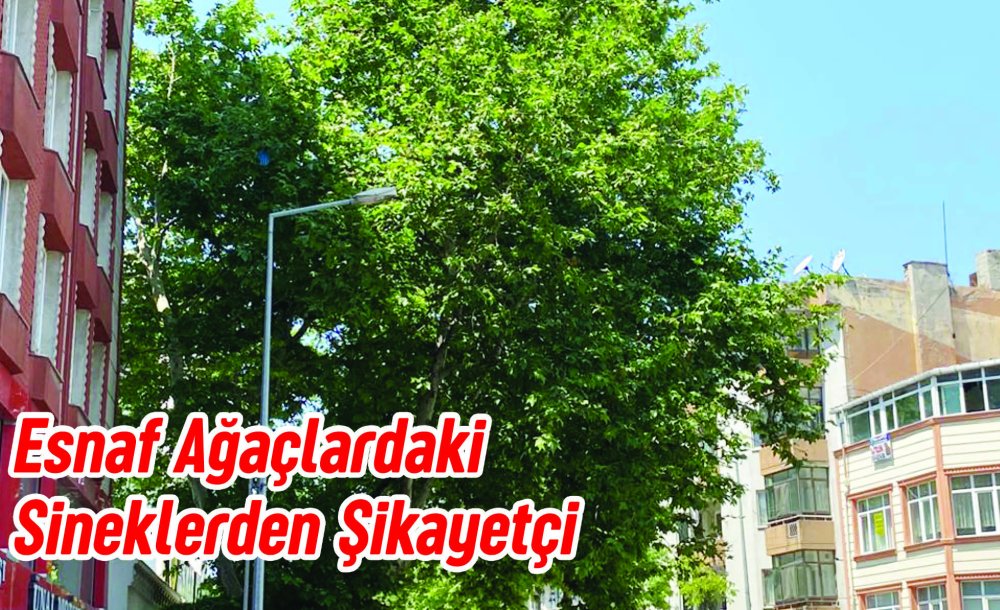 Esnaf Ağaçlardaki Sineklerden Şikayetçi 