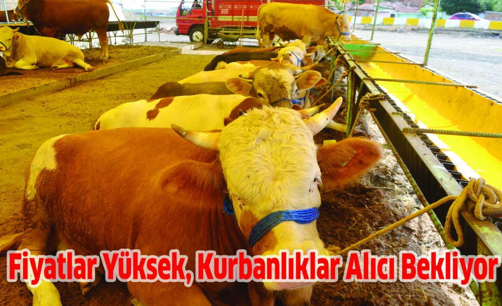 Fiyatlar Yüksek, Kurbanlıklar Alıcı Bekliyor