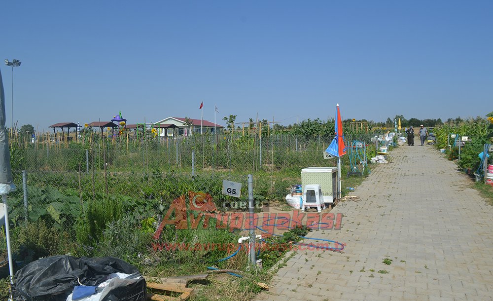 Hobi Bahçesi'nde Dikilen Ürünler Şimdi Toplanıyor