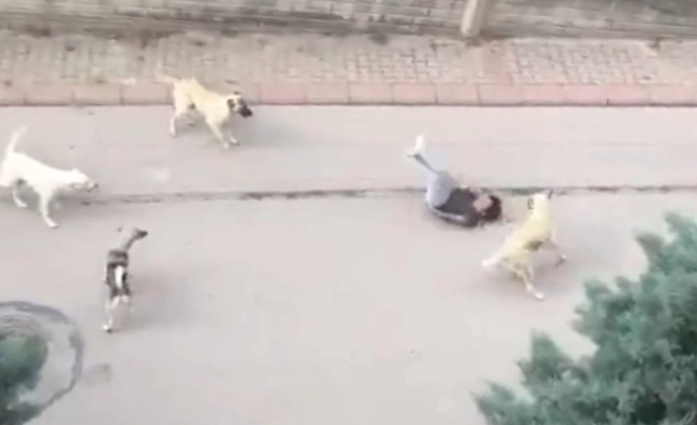 “Başıboş Köpek Sorunu İçin Harekete Geçilmeli”