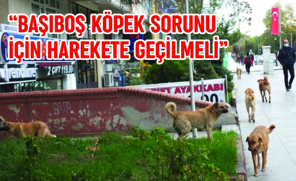 “Başıboş Köpek Sorunu İçin Harekete Geçilmeli”