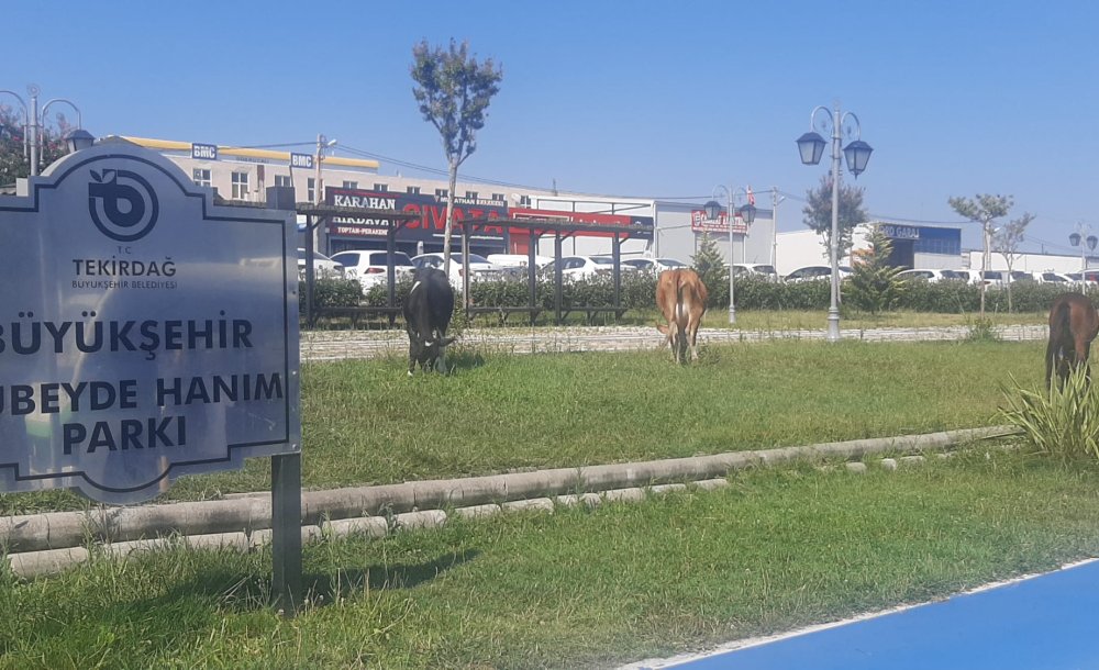 Zübeyde Hanım Parkı'nda İnekler Otluyor 