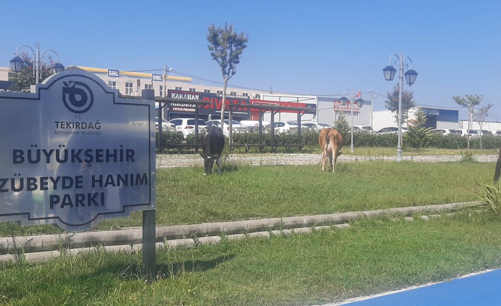 Zübeyde Hanım Parkı'nda İnekler Otluyor 