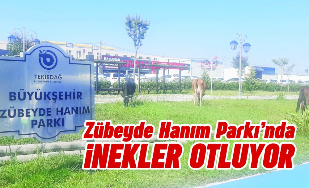 Zübeyde Hanım Parkı'nda İnekler Otluyor 