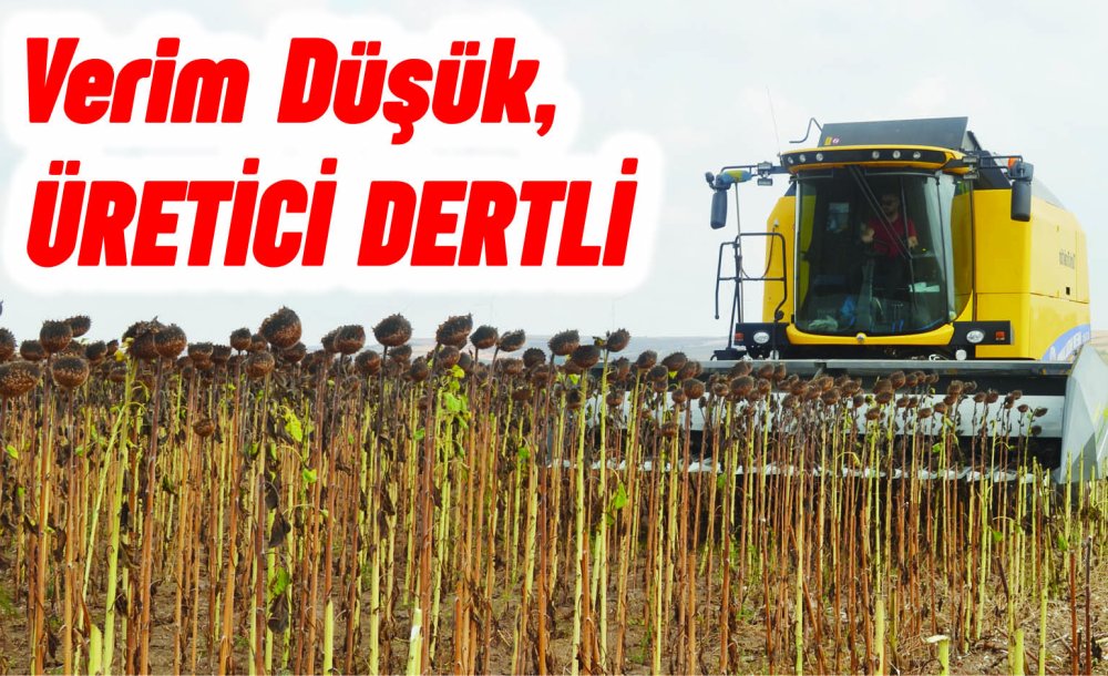 Verim Düşük, Ayçiçek Üreticisi Dertli