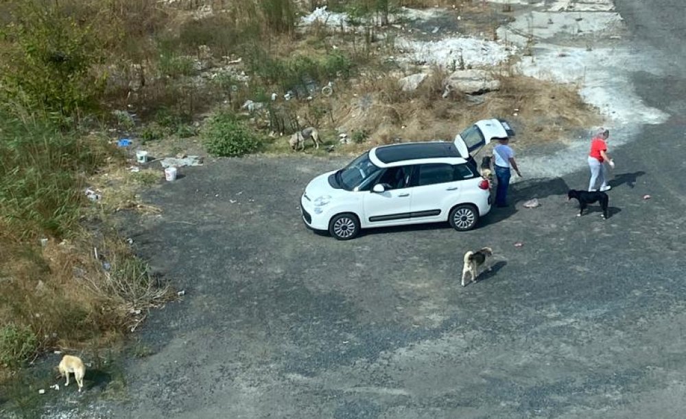 Başıboş Köpekler Vatandaşın Korkulu Rüyası Oldu 