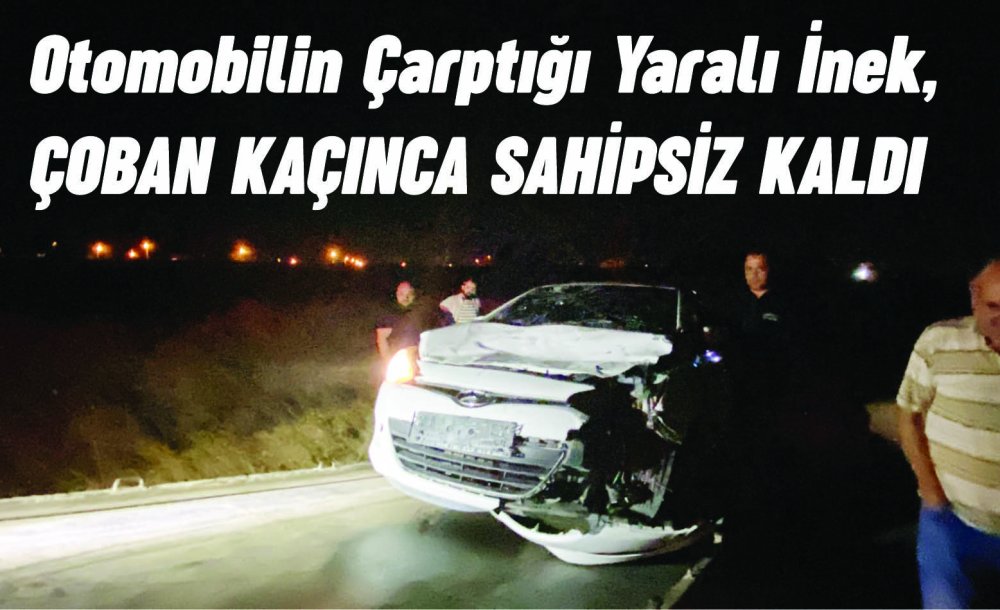 Otomobilin Çarptığı Yaralı İnek, Çoban Kaçınca Sahipsiz Kaldı 