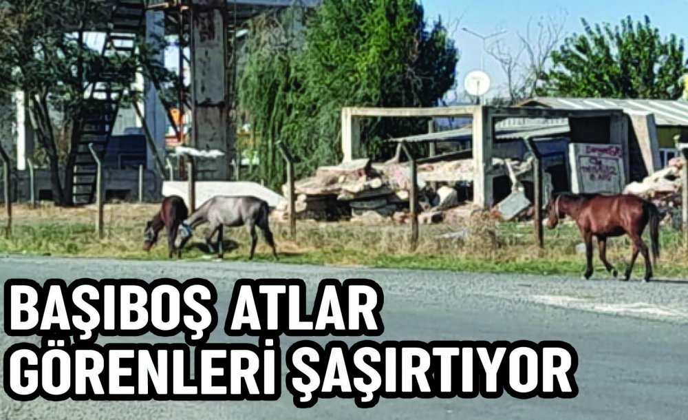 Başiboş Atlar Görenleri̇ Şaşirtiyor 