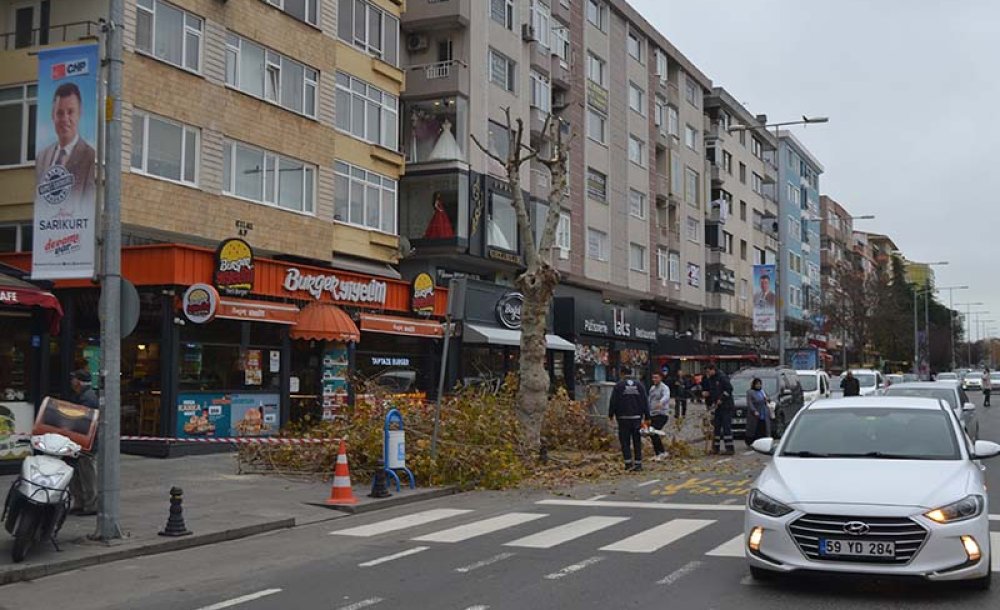 Omurtak Caddesi'ndeki Ağaçlar Budandı 