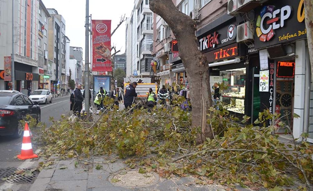 Omurtak Caddesi'ndeki Ağaçlar Budandı 