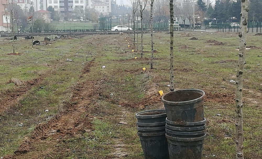 Haberimizin Ardından Yeniden Ağaç Dikildi 