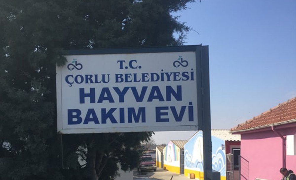 Belediyeden Sokak Köpekleri Hakkında Açıklama