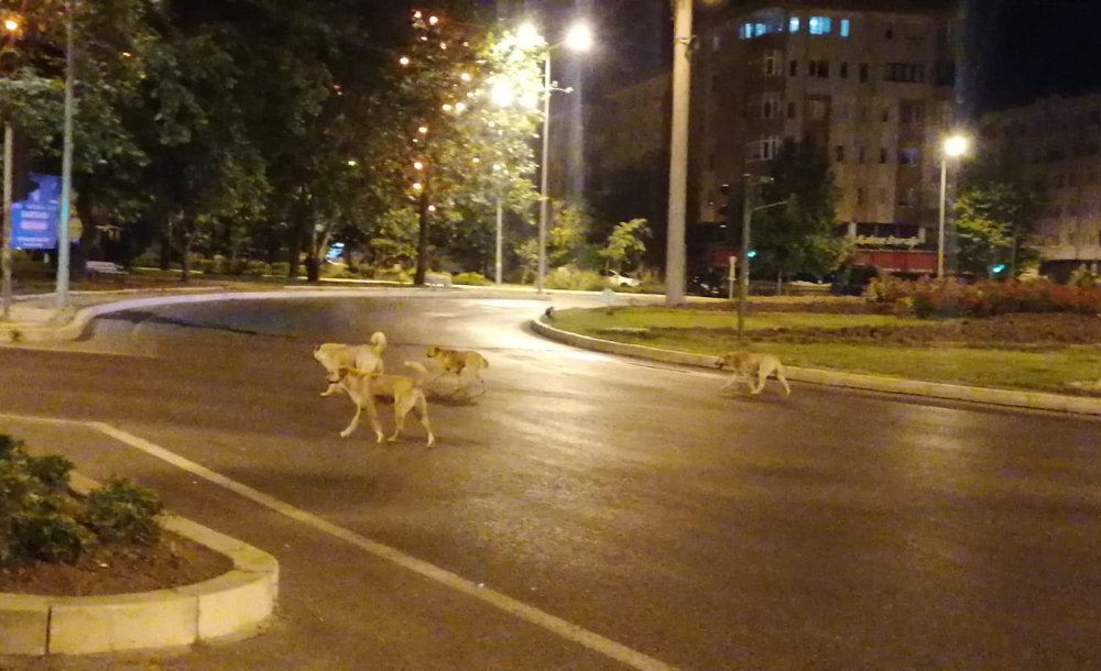 Başıboş Köpekler Korkutuyor 