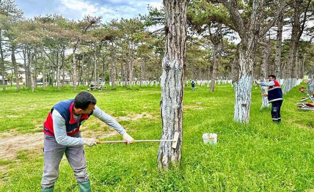 Ulaş Çamlık Mesire Alanı Yaza Hazırlanıyor