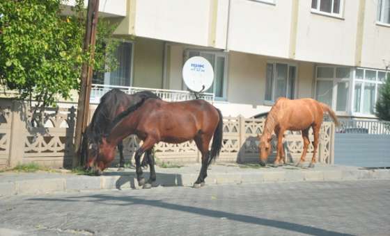 Atlar Trafiği Tehlikeye Düşürüyorlar