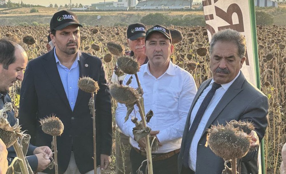 Yerli Ve Milli Hibrit Ayçiçeği İçin Tarla Günü Düzenlendi