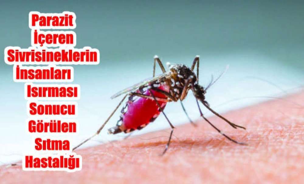Parazit İçeren Sivrisineklerin İnsanları Isırması Sonucu Görülen Sıtma Hastalığı